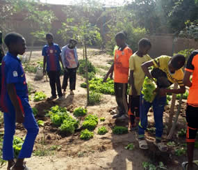 Anpflanzen von Obst und Gemüse in Afrika